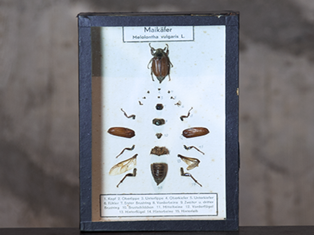 Bug specimen
