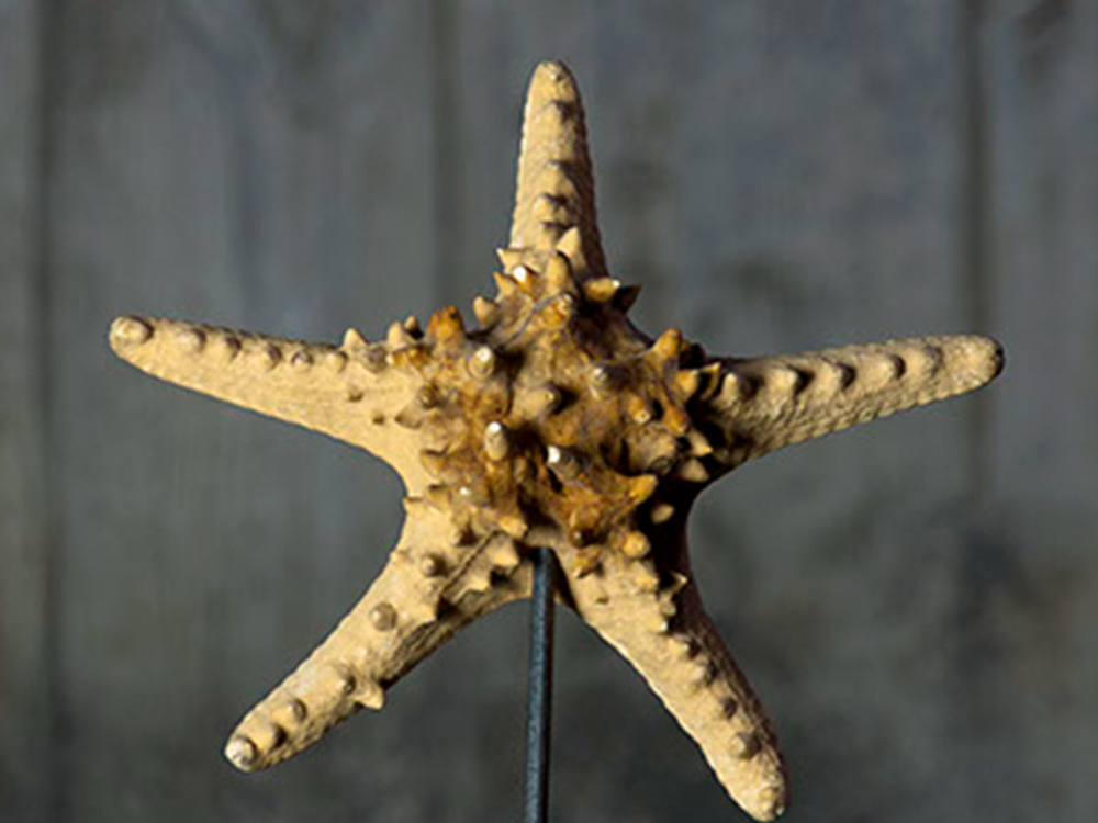 Starfish object
